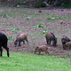 Image for article titled The 10 Most Surprising Origins of the Animals You Eat